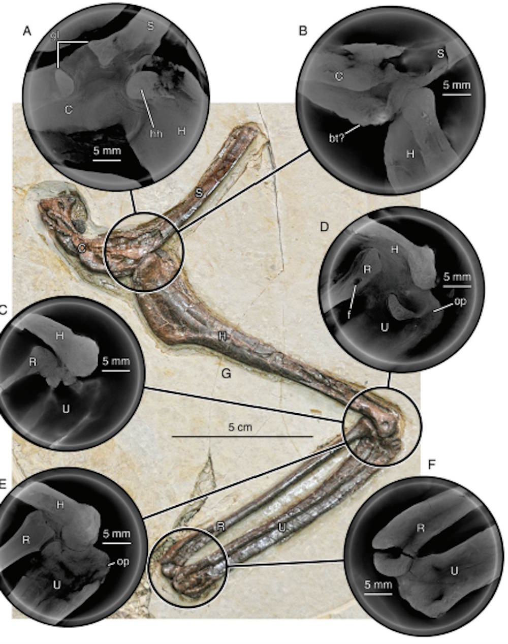 new dinosaur china velociraptor