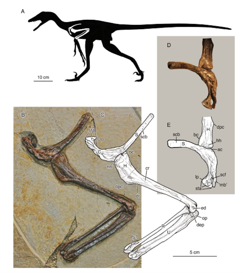 new dinosaur china velociraptor