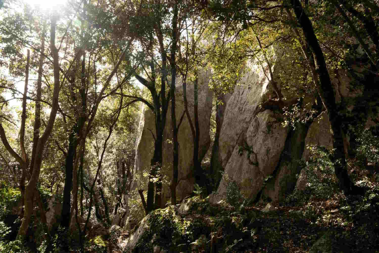 massa martana forest
