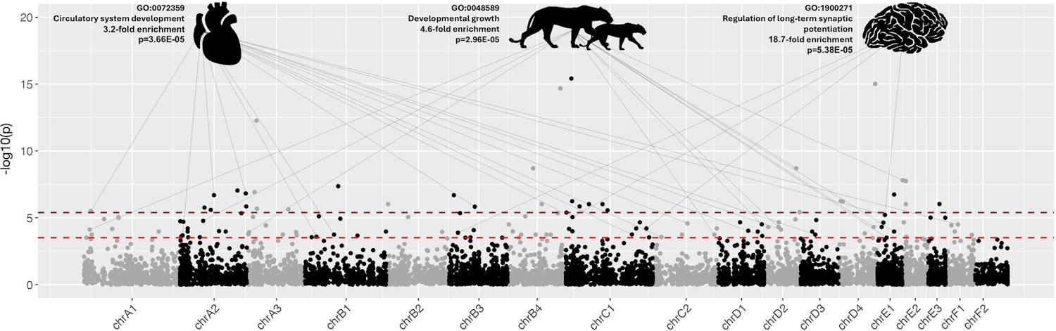 Cave lions extinction study
