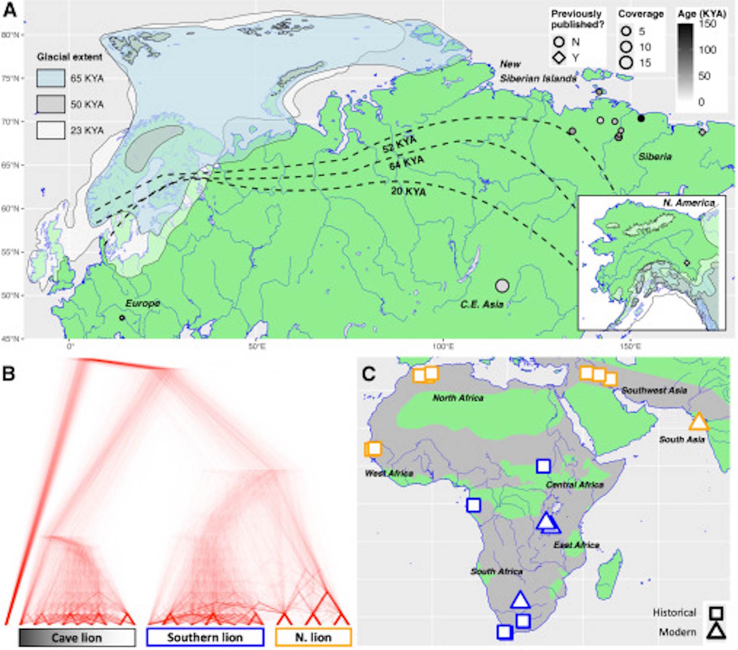 Cave lions extinction study