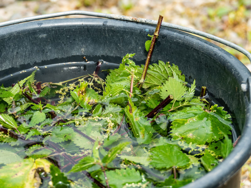 macerated nettle fermentation