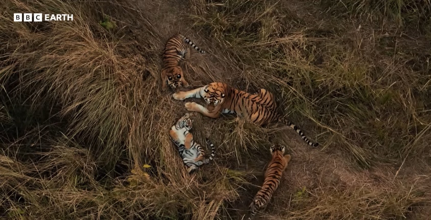 How wonderful! A tiger baby-sits another female's cubs: scientists have documented a scene never seen before, which raises many questions