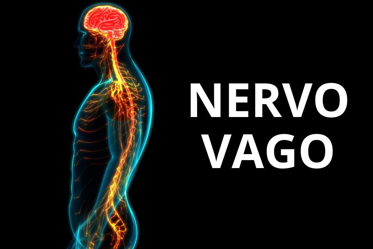 Vagus nerve
