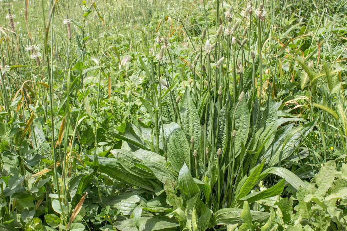 plantain