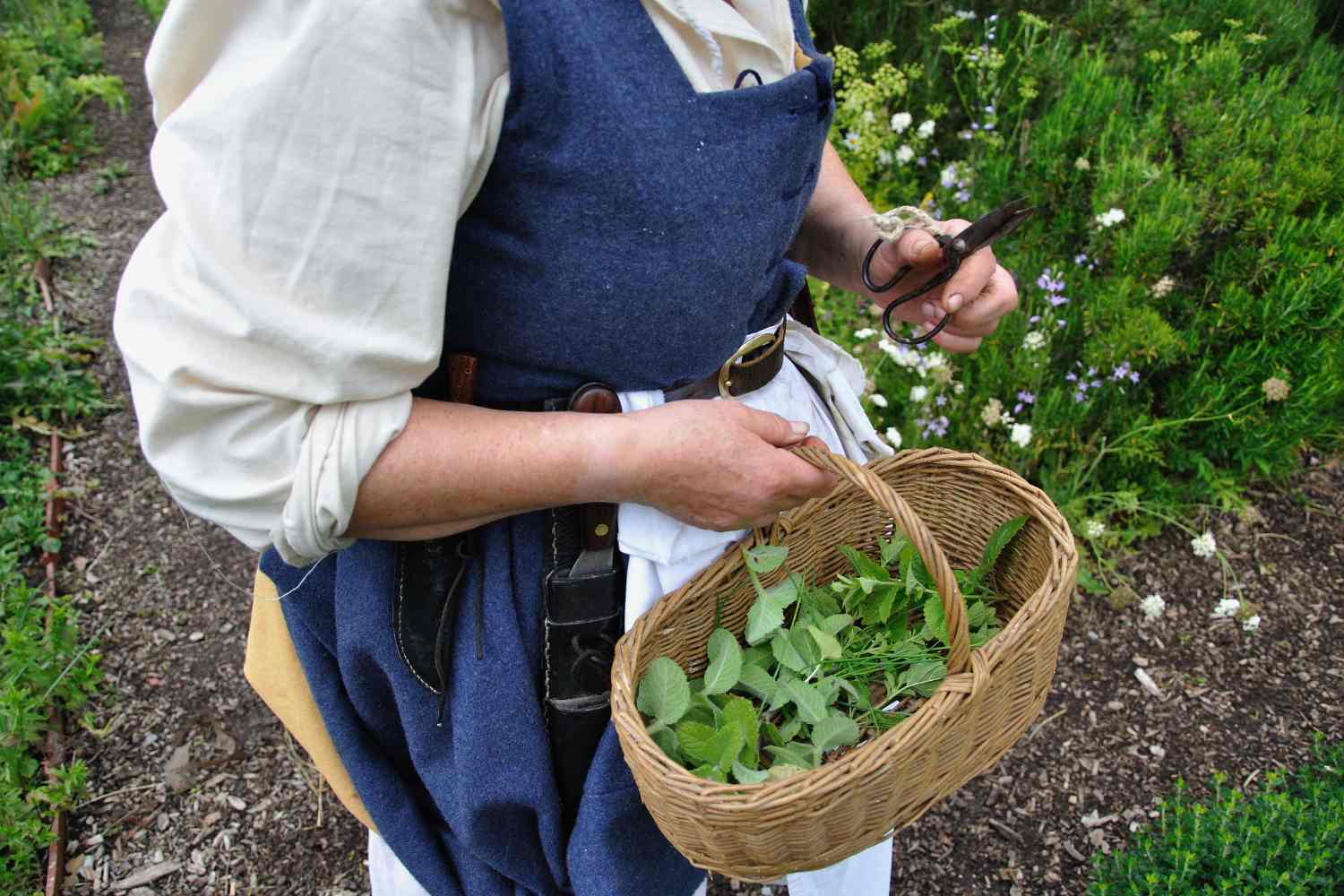 You are trampling them every day without knowing it: 7 precious wild herbs that grow everywhere (especially in June)