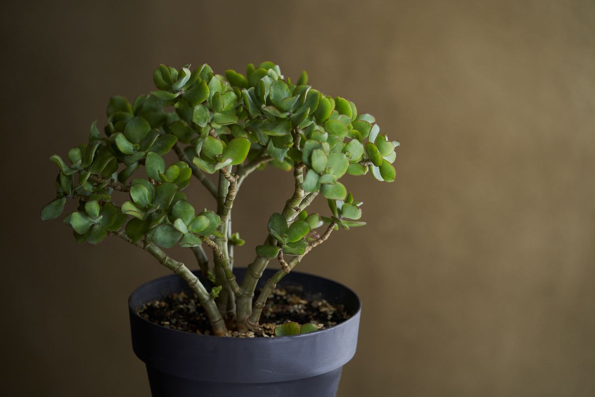 crassula ovata