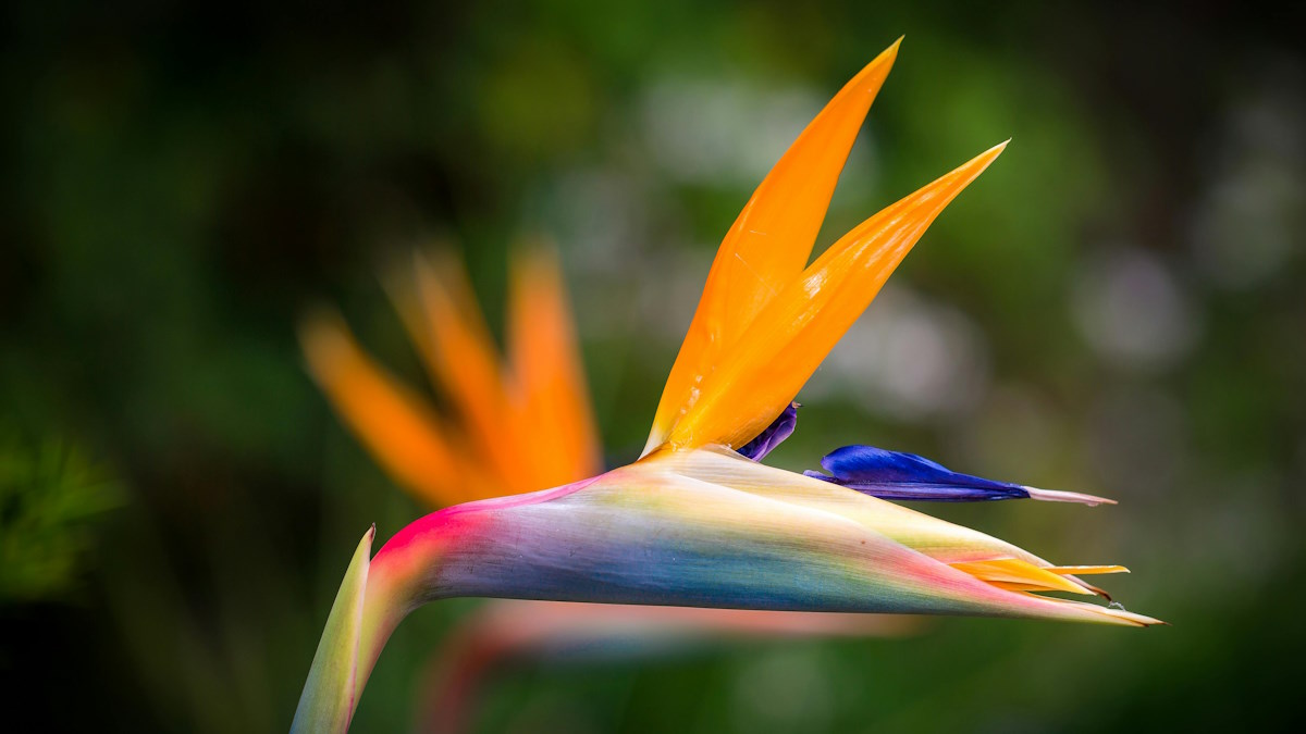 bird of paradise - pexels