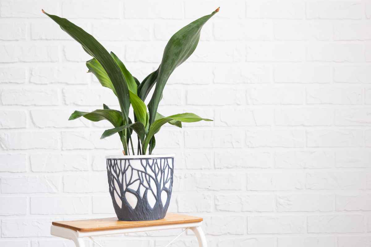 aspidistra