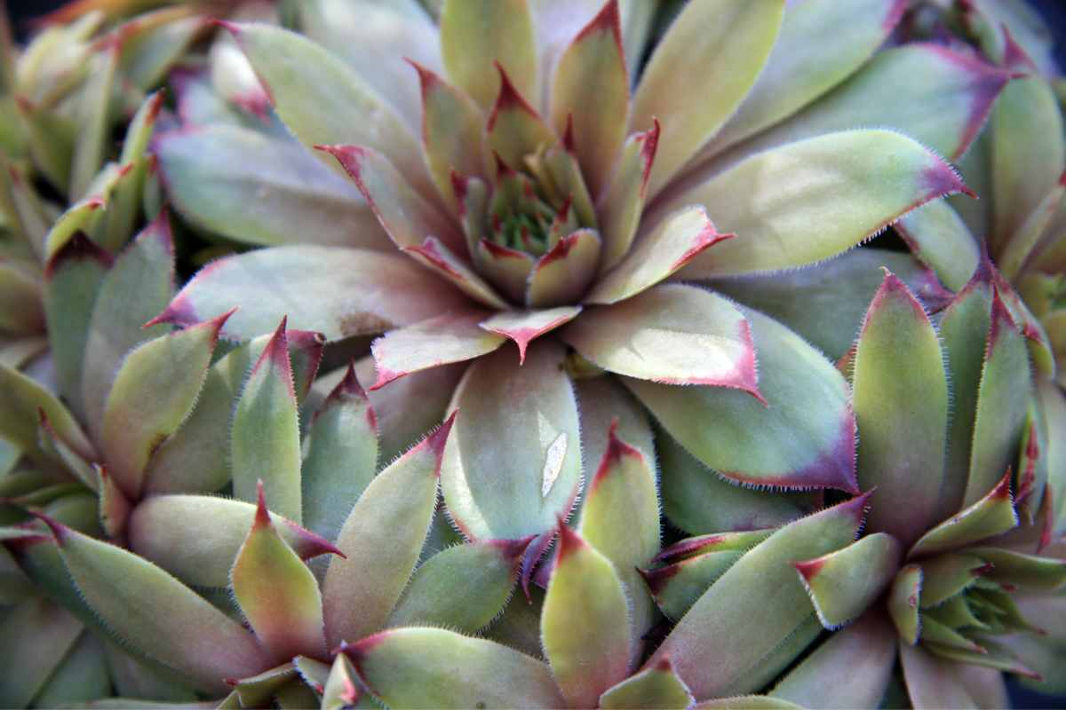 Echeveria