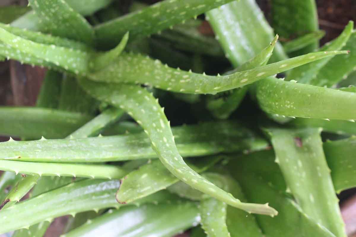 Aloe Vera