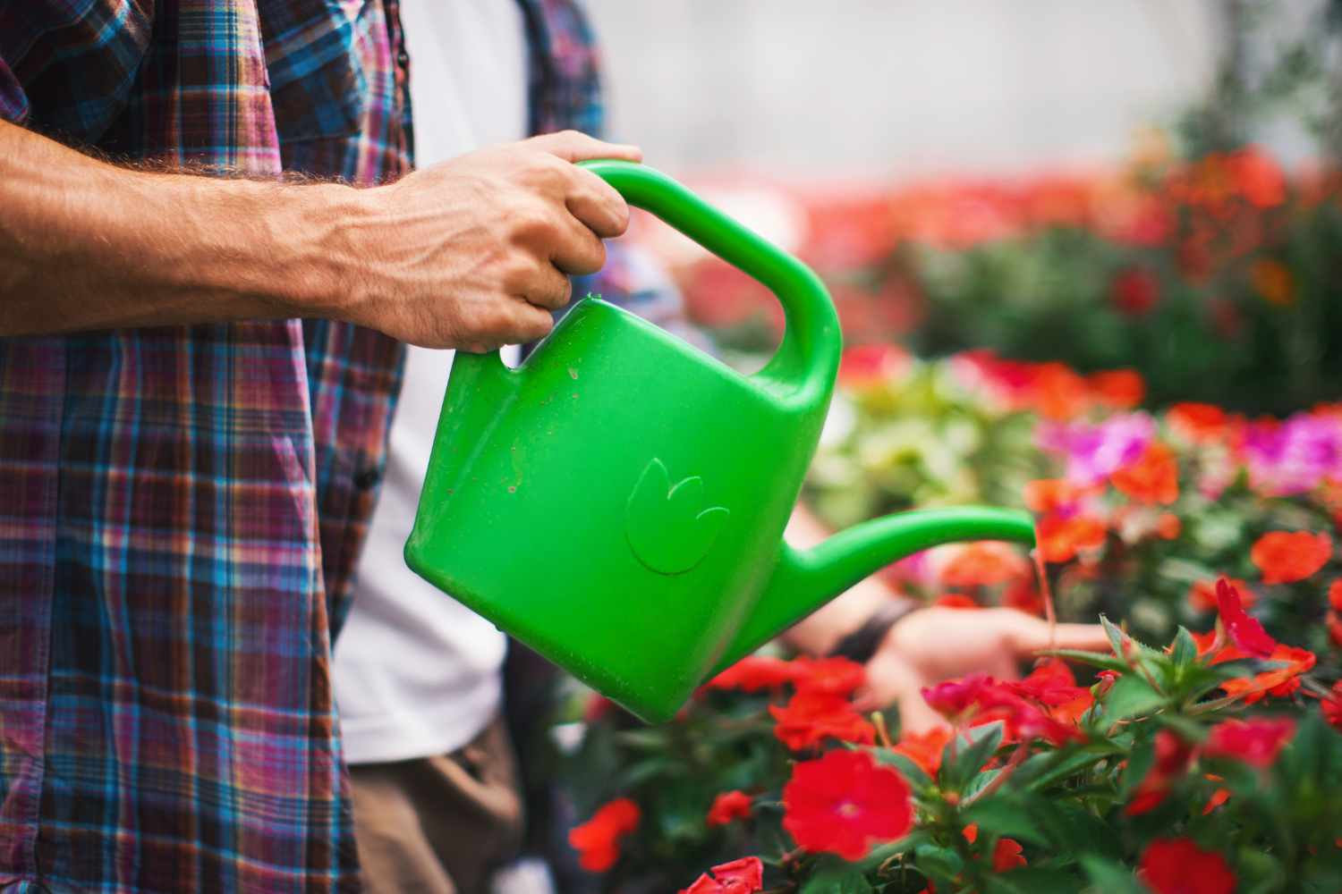 regular watering