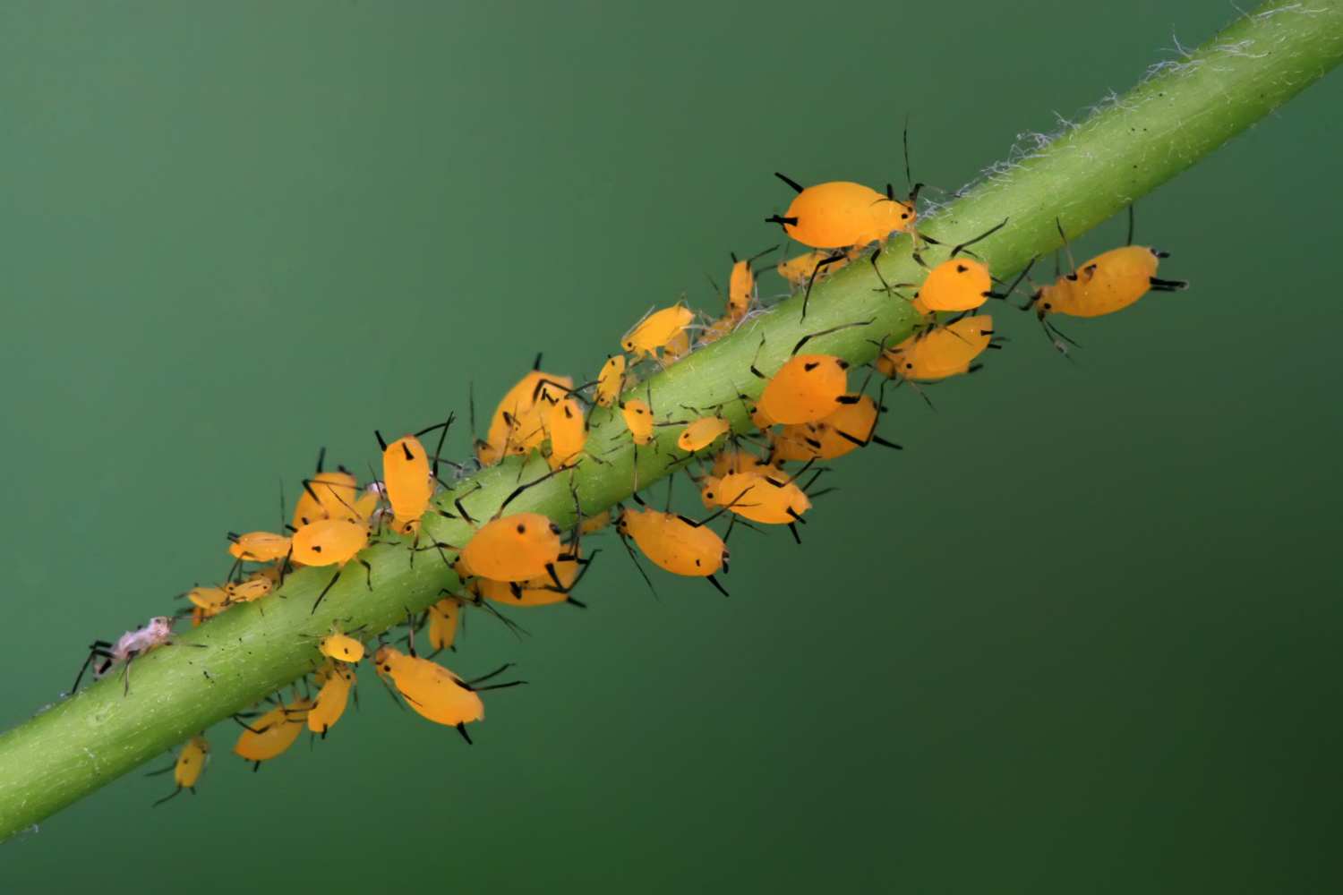 aphids