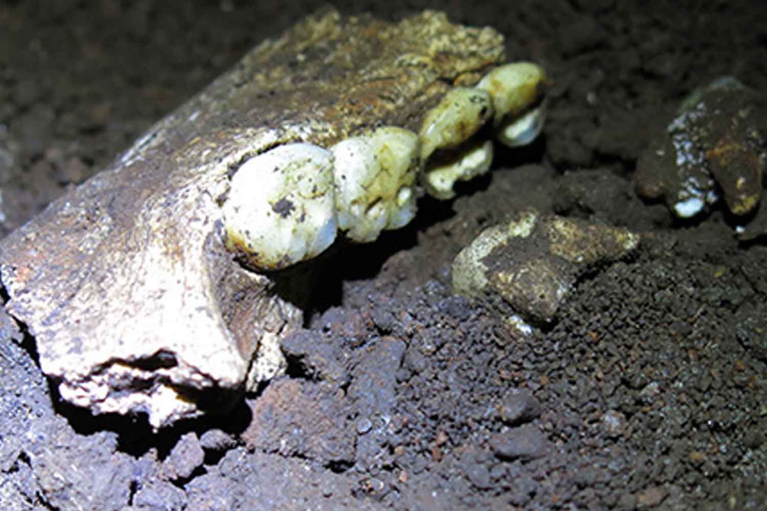teeth homo naledi