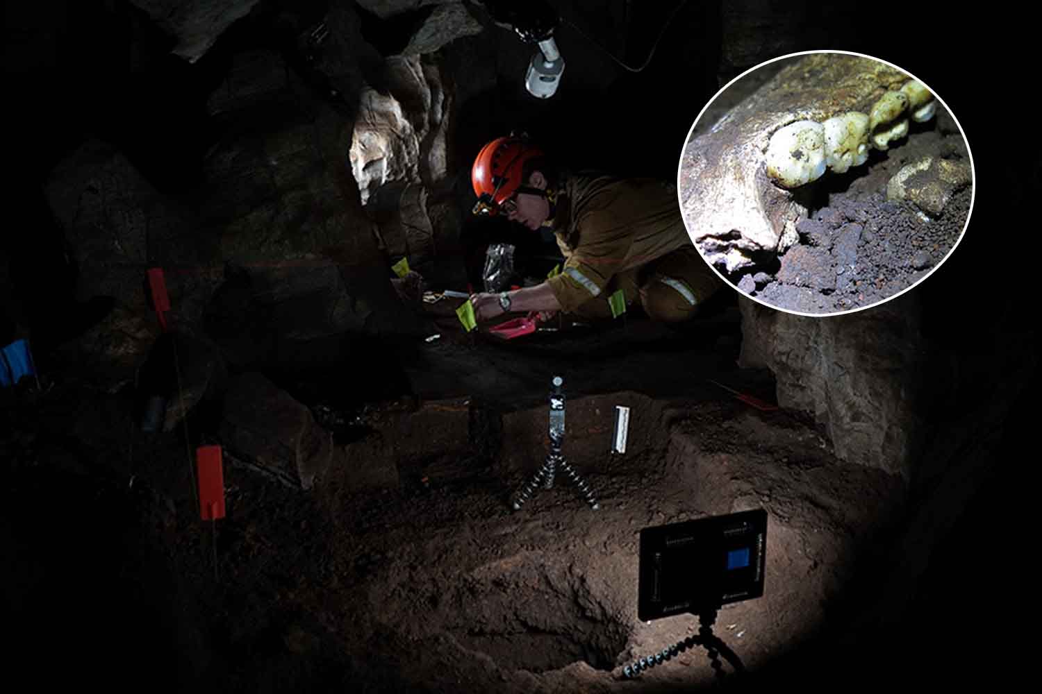 denti homo naledi