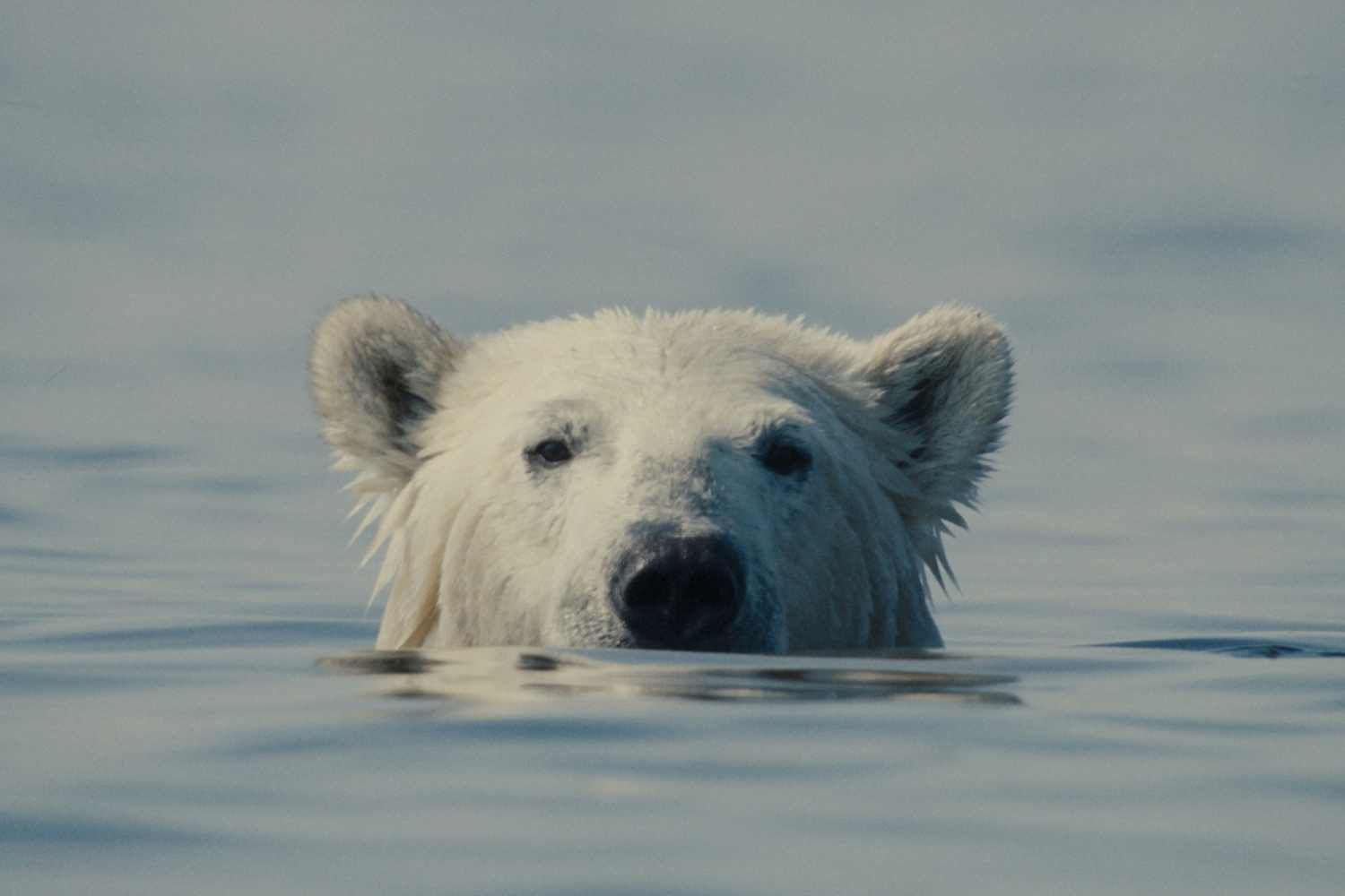 A documentary on the agony of polar bears triumphs at the 29th CinemAmbiente festival: all the awarded films (and how to see them for free)