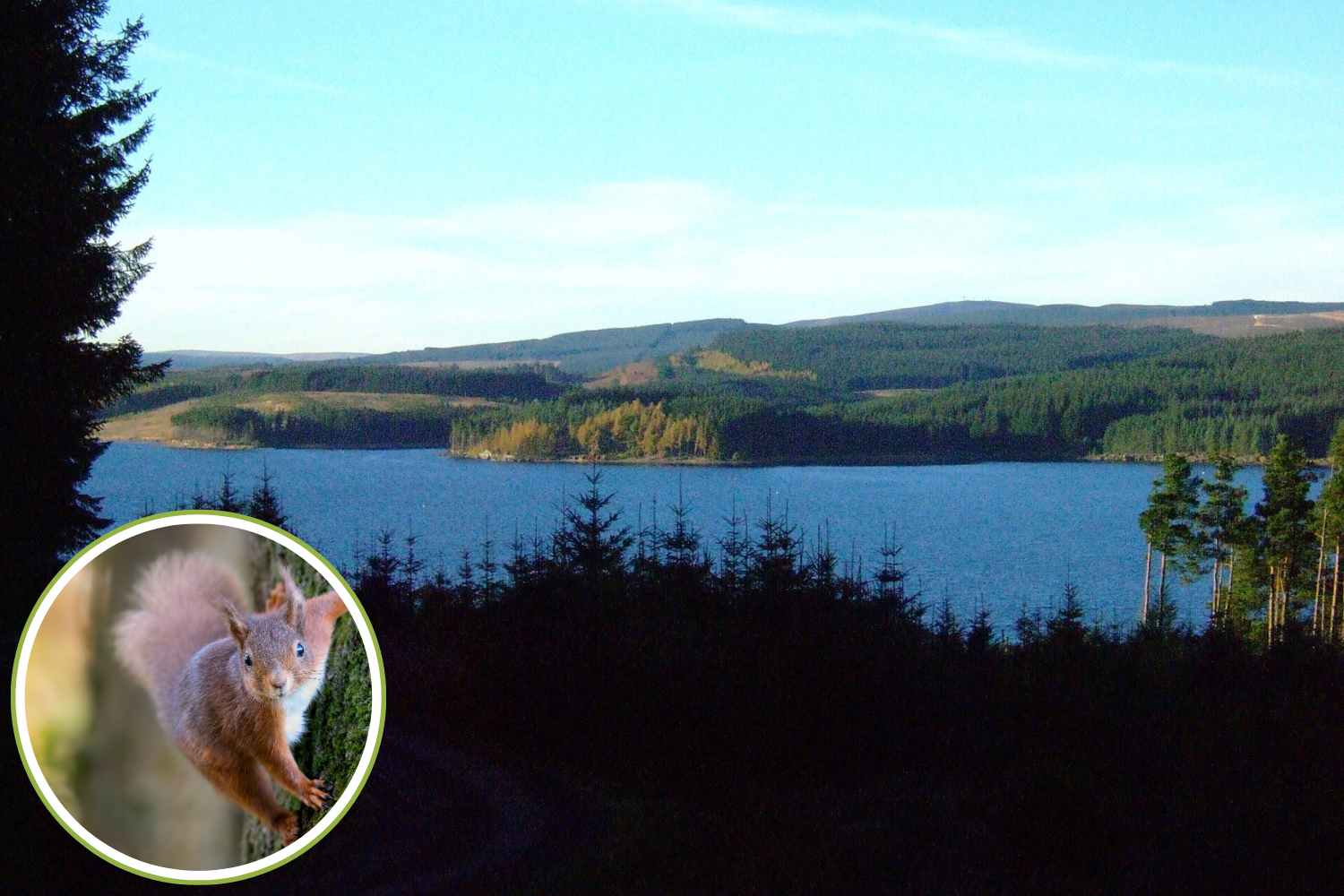 Created to serve the war industry, England's largest forest has become a refuge for endangered species
