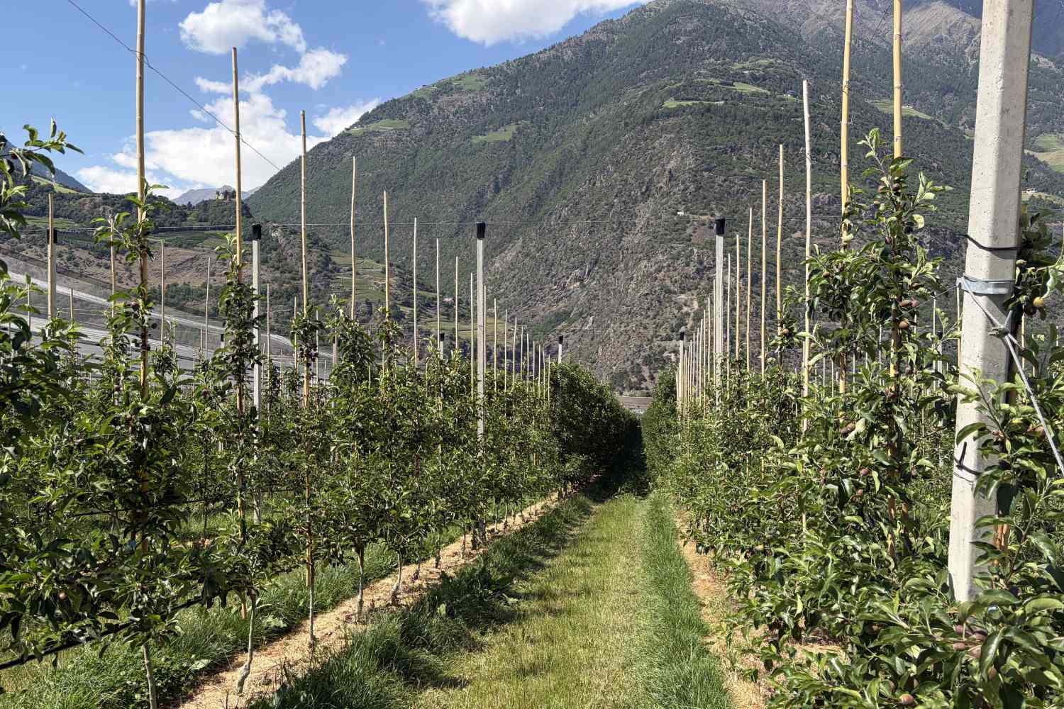 Val Venosta apples