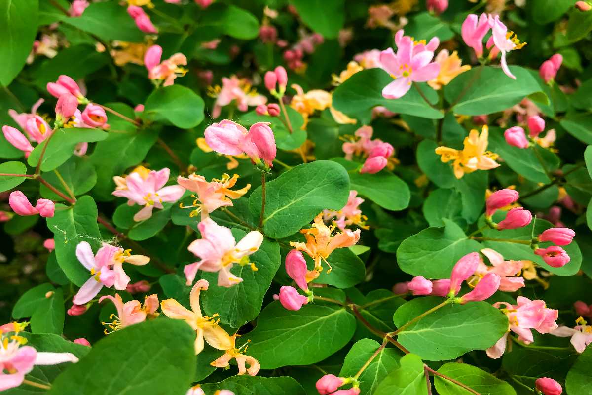 honeysuckle