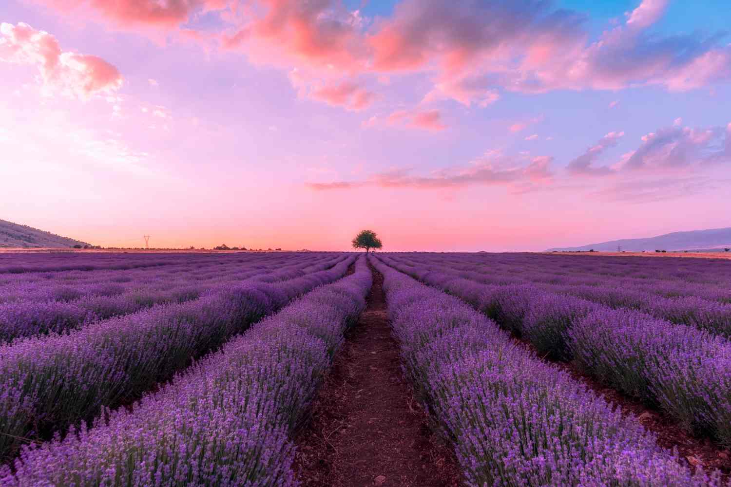 Lavender in bloom: the most beautiful events and places to visit in Italy in the coming weekends