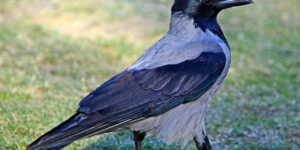 The Pordenone crow is officially safe from culling, the TAR cancels the order: “killing must be the last resort”
