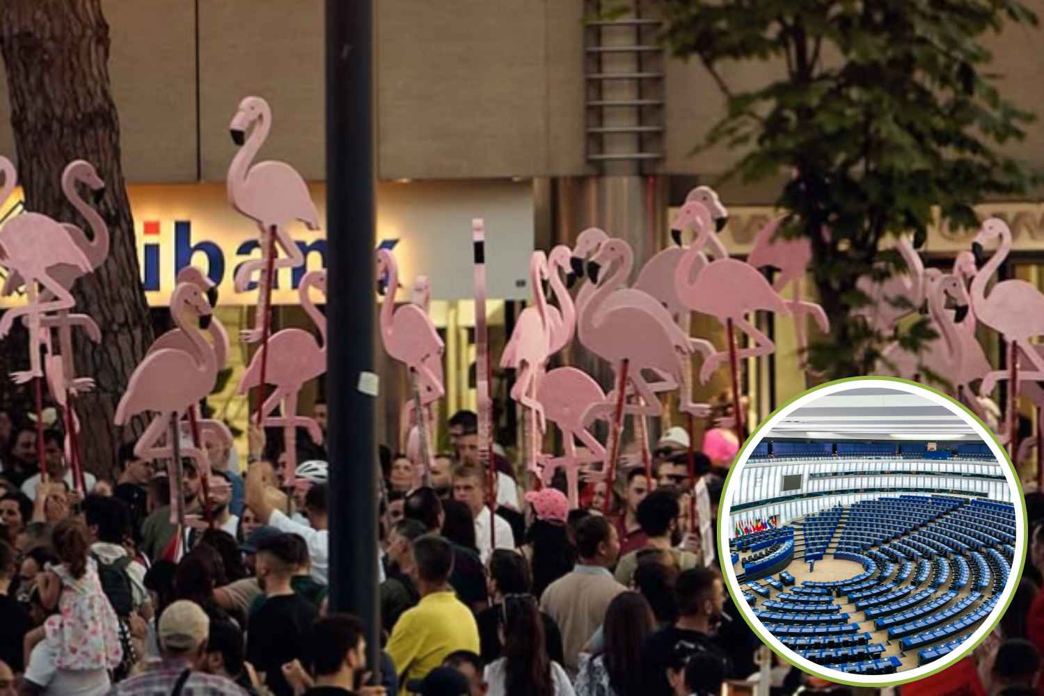 The flamingo revolt worked! The EU intervenes to save Albania's protected areas