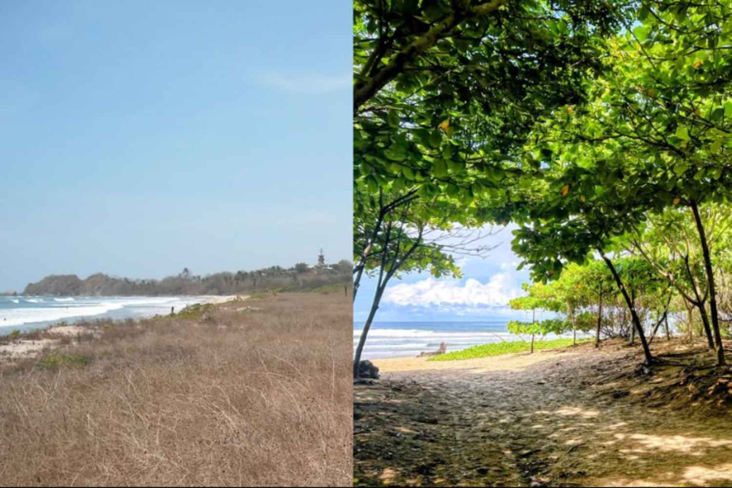 Thus a surfer in search of shade changed the face of Costa Rica's arid beaches: today they are home to 100 thousand trees
