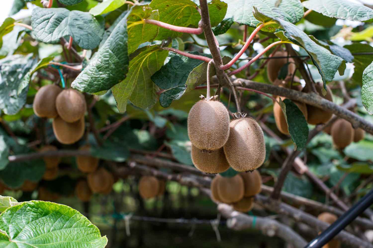 piante di kiwi