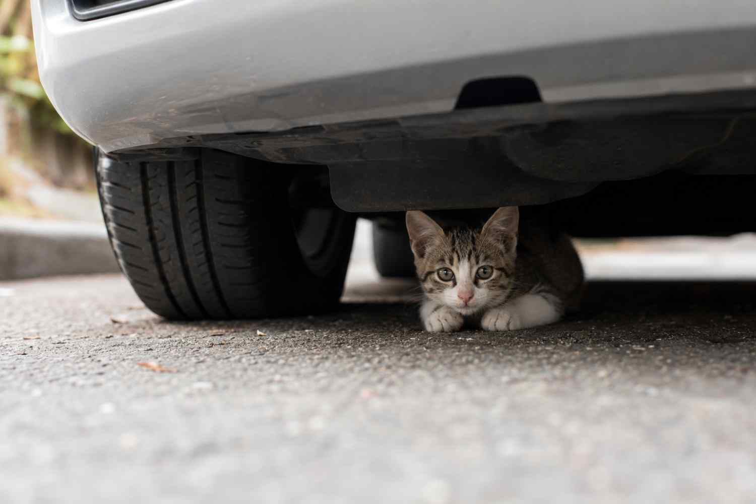 gatto sotto auto