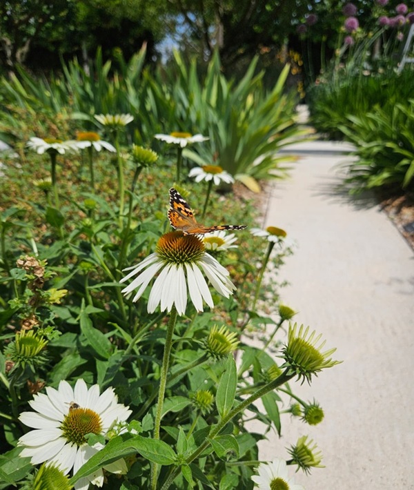 Davines butterfly garden