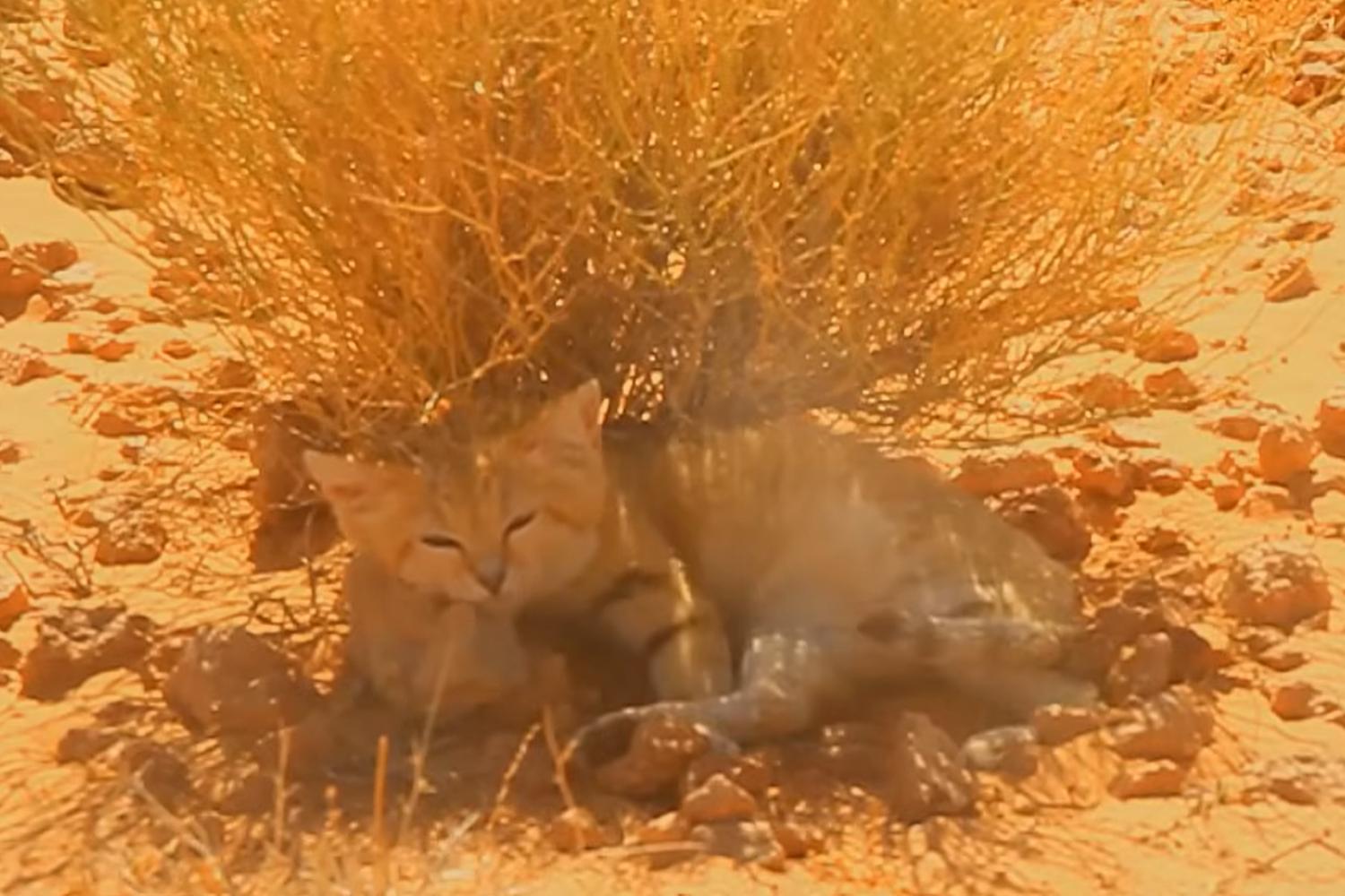 A YouTube video that no one believed has proven the existence of the mysterious sand cat in Libya