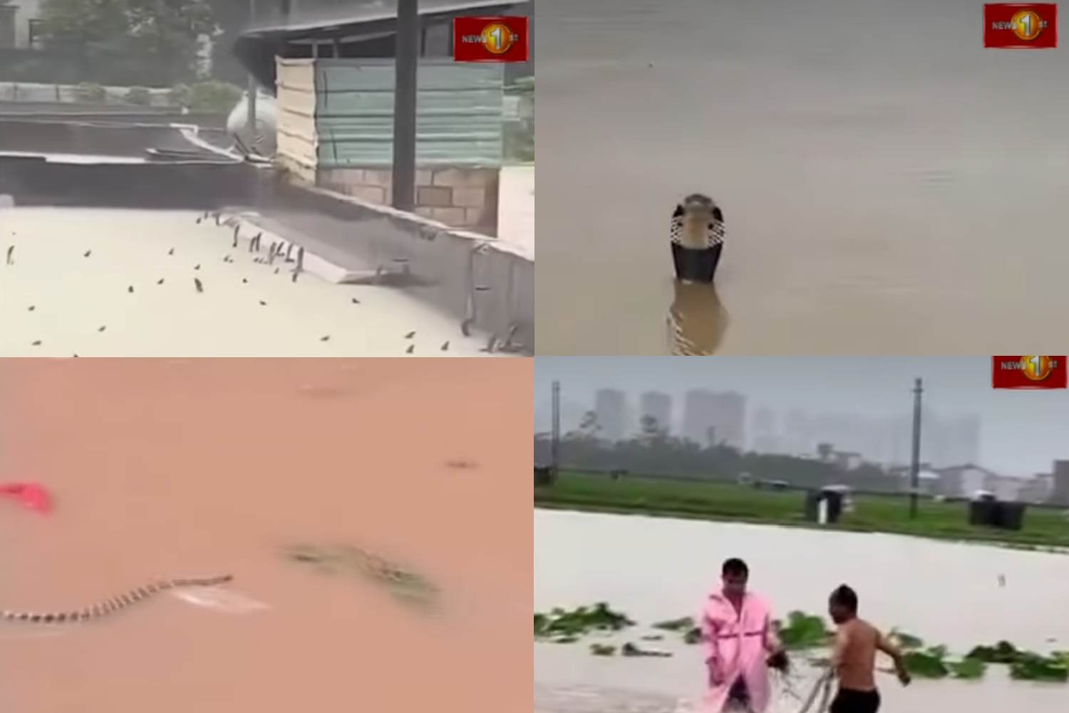 900 snakes have escaped from a farm in central China devastated by typhoon Maysak
