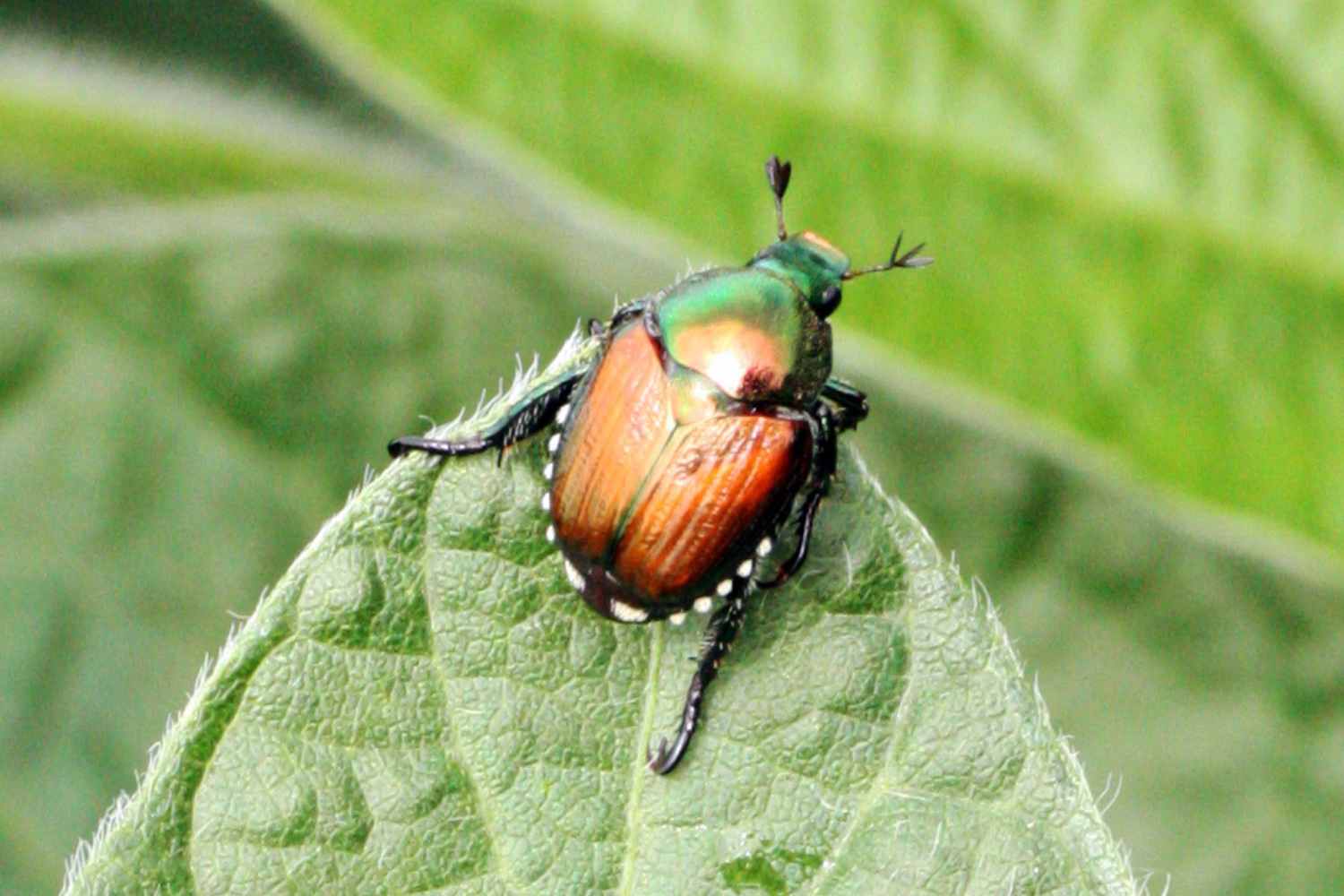 Popillia japonica