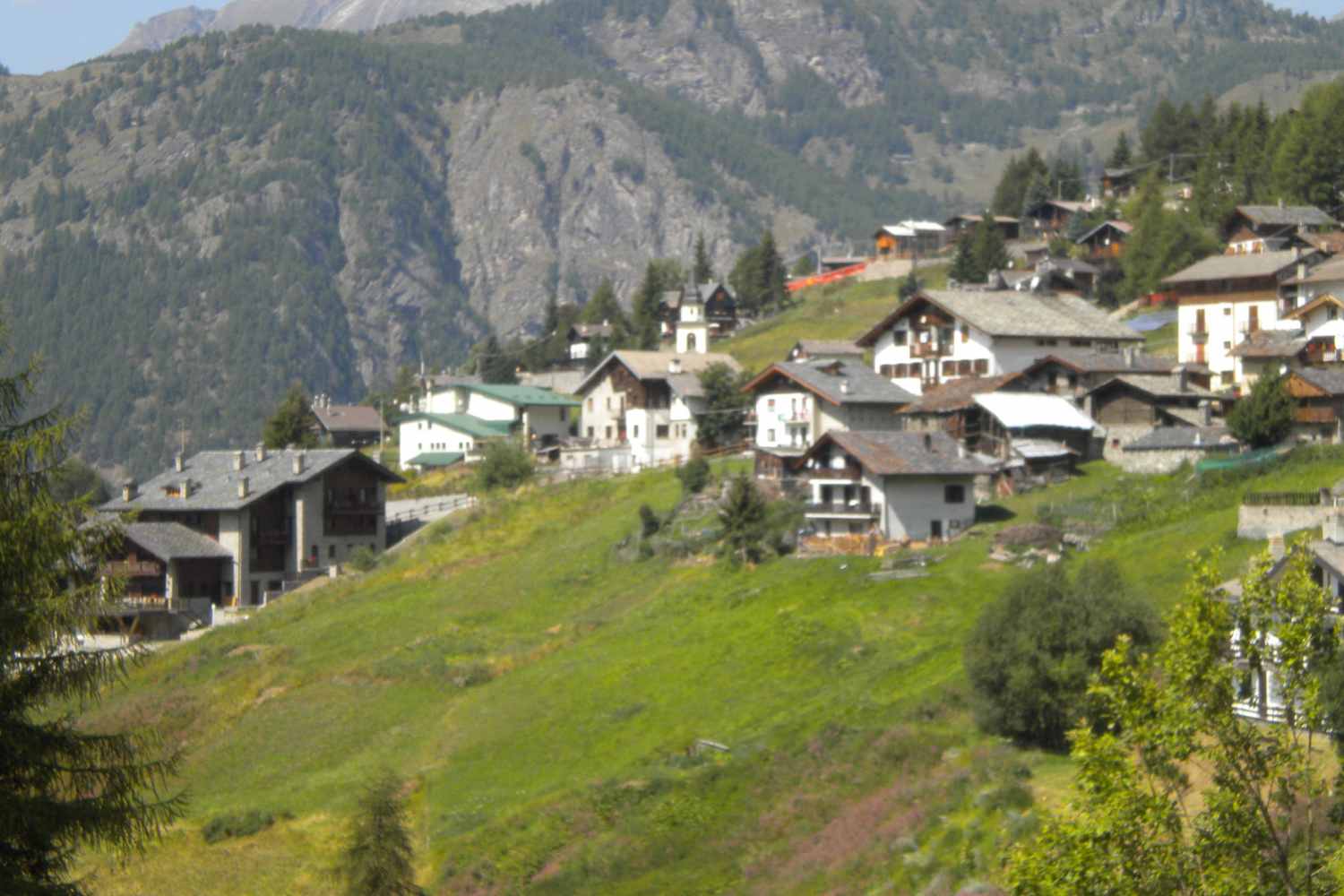 Chamois