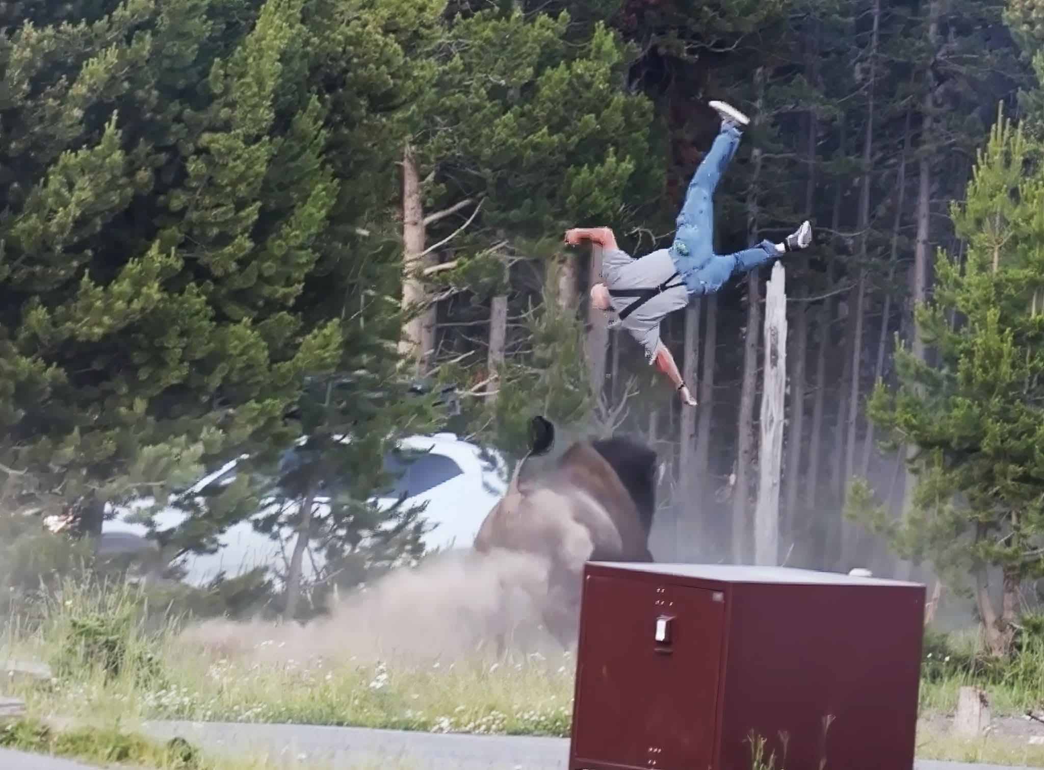 900 kilo bison charges a tourist walking with his nephew and throws him into the air: fear in Yellowstone park