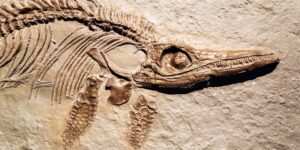 The ancient Romans already collected “sea monsters” and dinosaur fossils