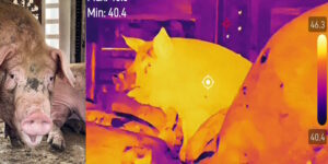 Pigs transported at over 45°C without water: dead and dying animals in trucks headed for slaughterhouses, the shocking images