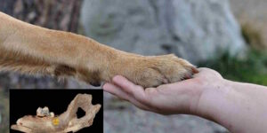 When did the friendship between dogs and humans begin? Much sooner than previously believed