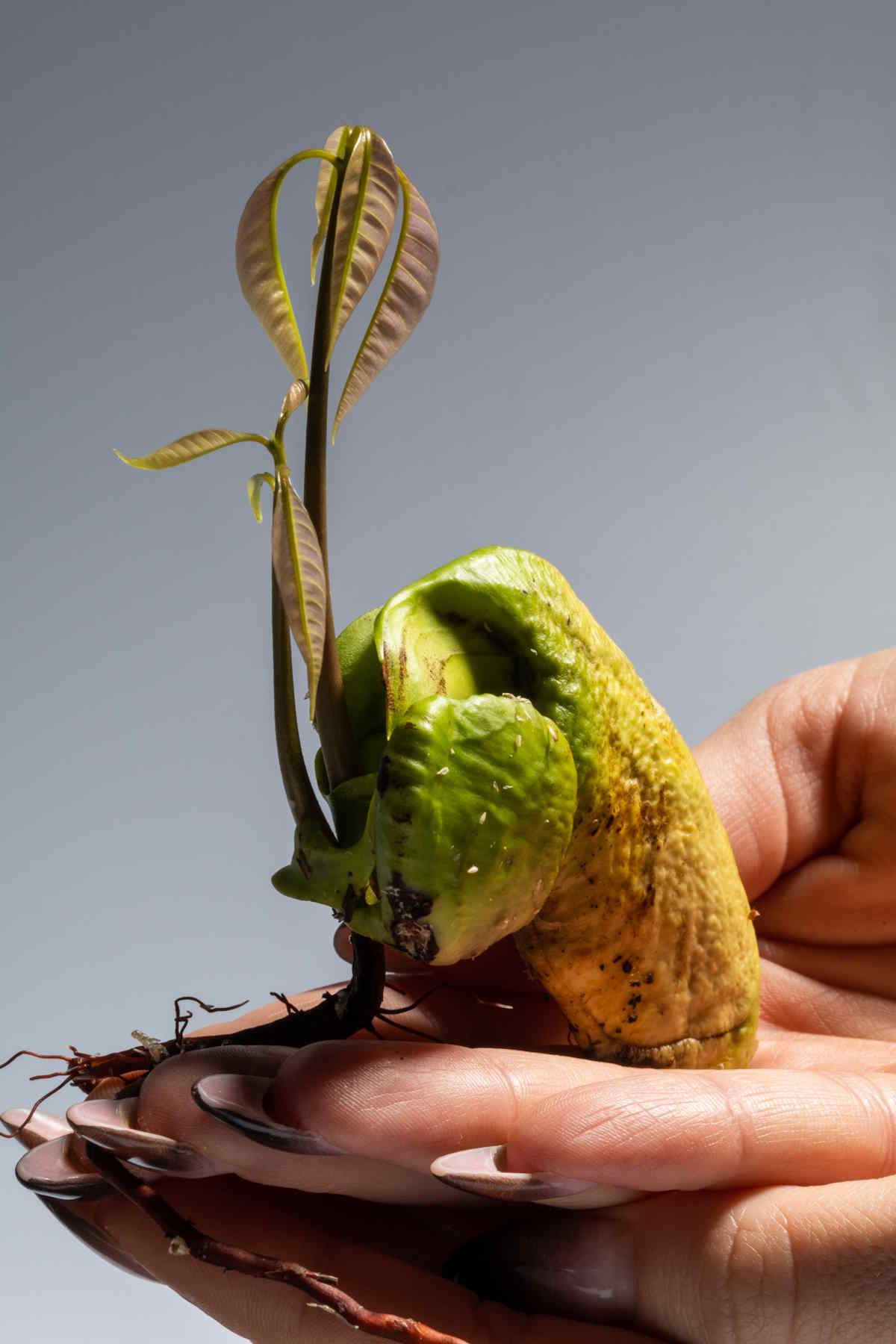 mango seed