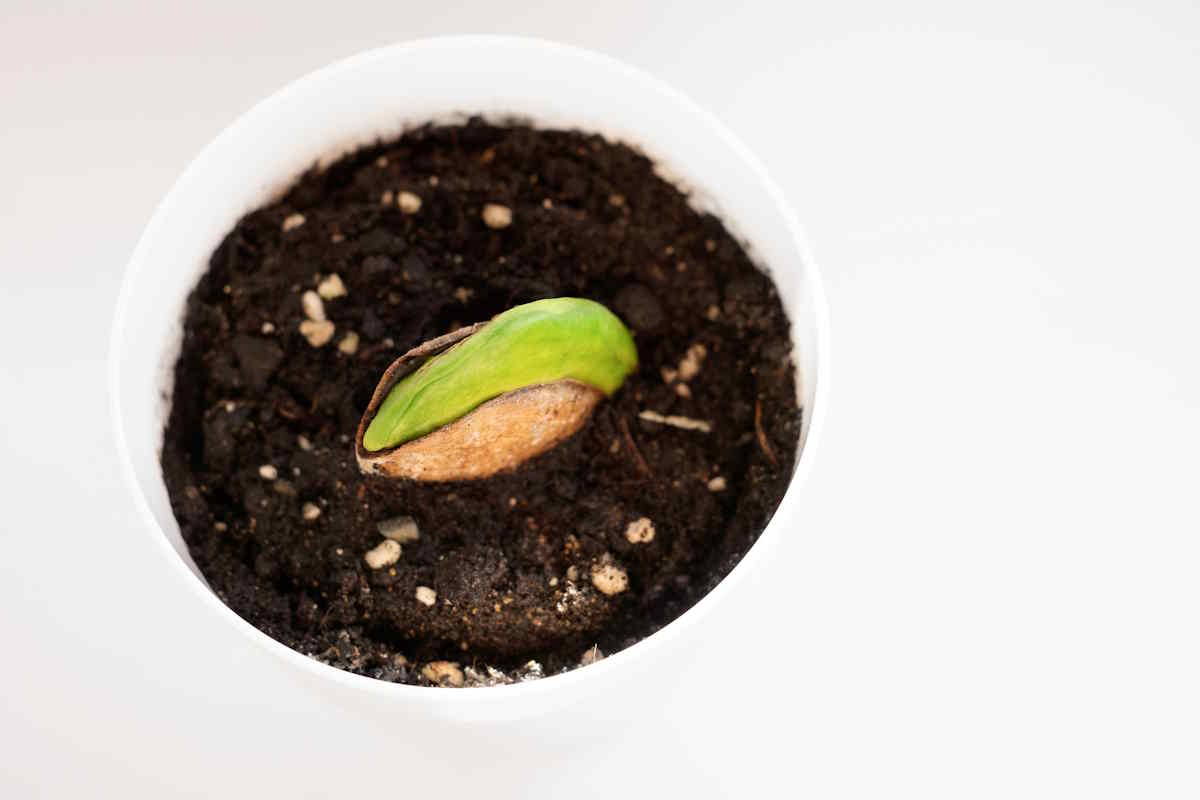mango seed