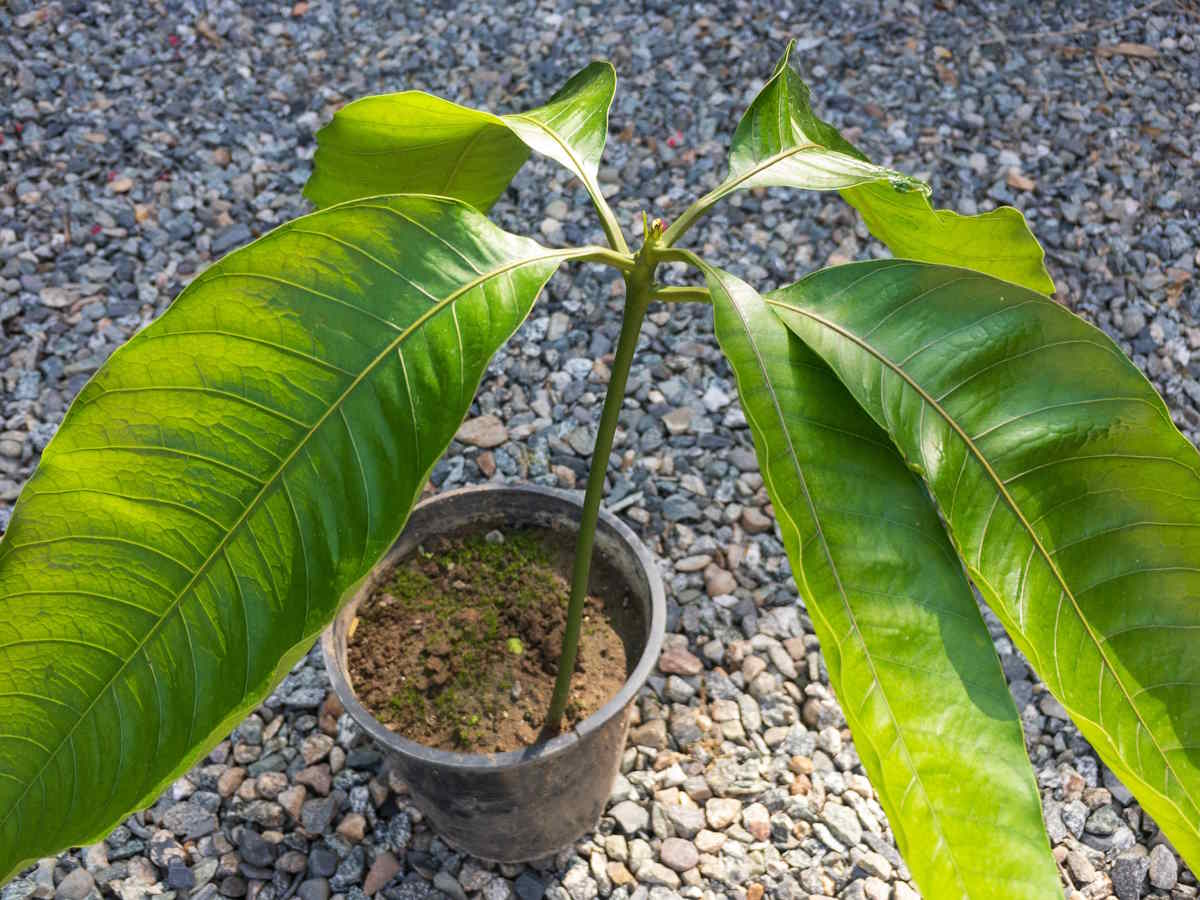 mango plant