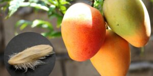 How to grow mango in pots from seed