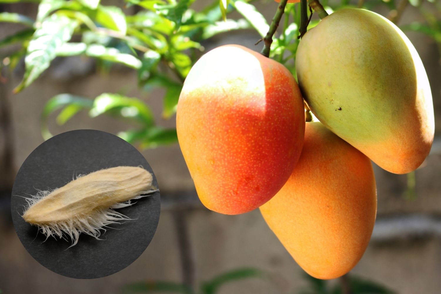 coltivare mango