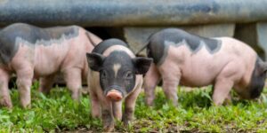 A “Noah’s Ark” to save the Cinta Senese which risks extinction, threatened by the swine fever which is spreading in Tuscany
