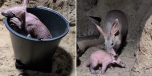 A very sweet aardvark baby was born at the Berlin Zoo, but he will live forever far from his habitat