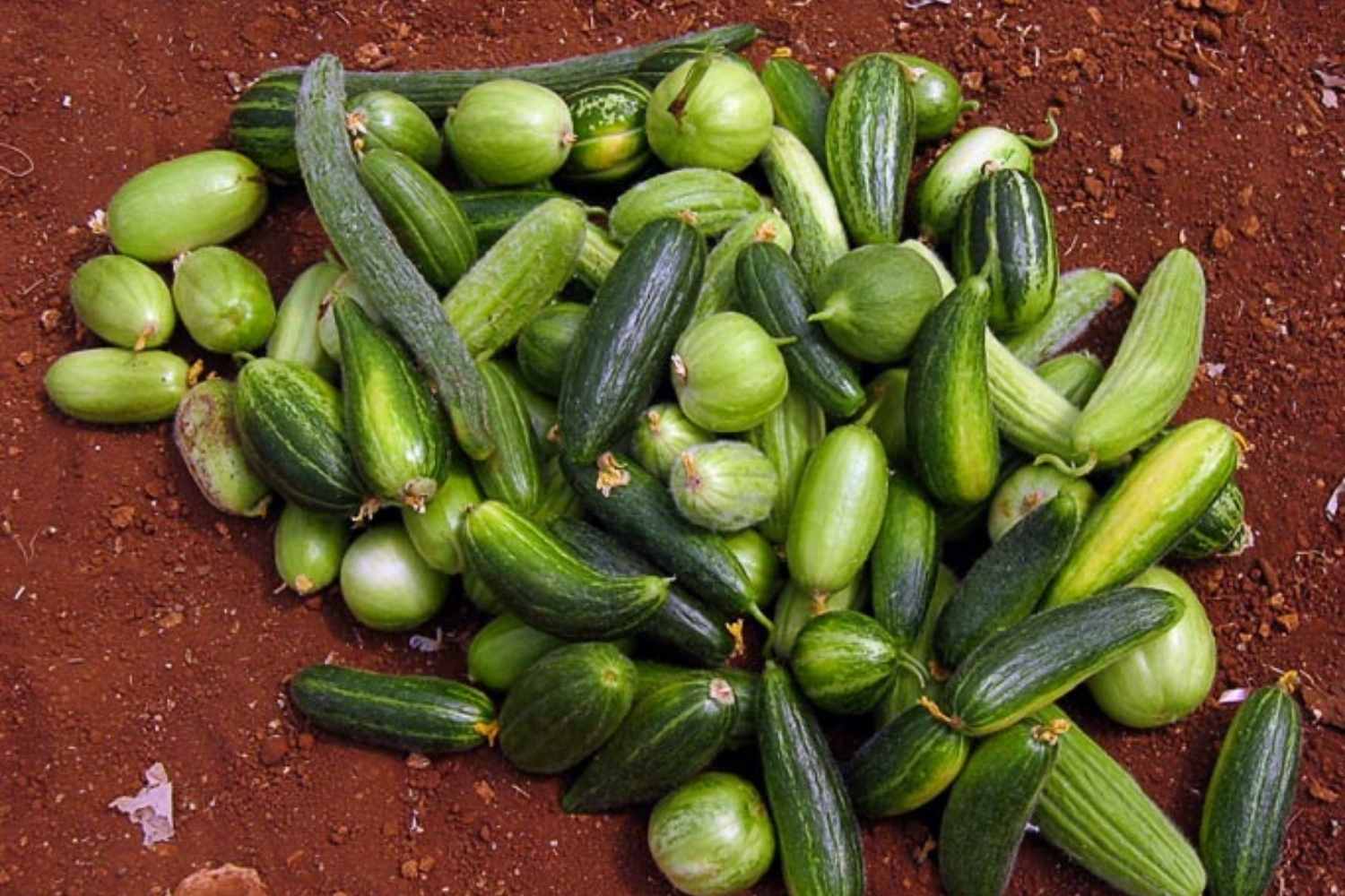 carosello pugliese