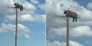 Bear climbs a light pole in New Mexico and dies of electrocution despite rescue attempts