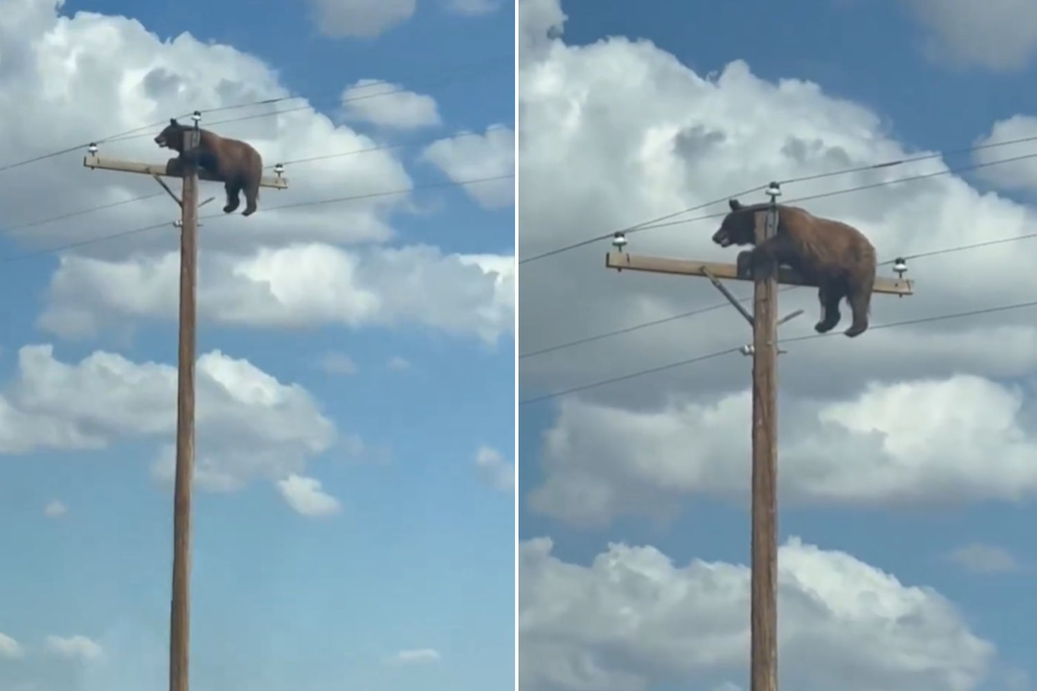 Orso in cima al palo