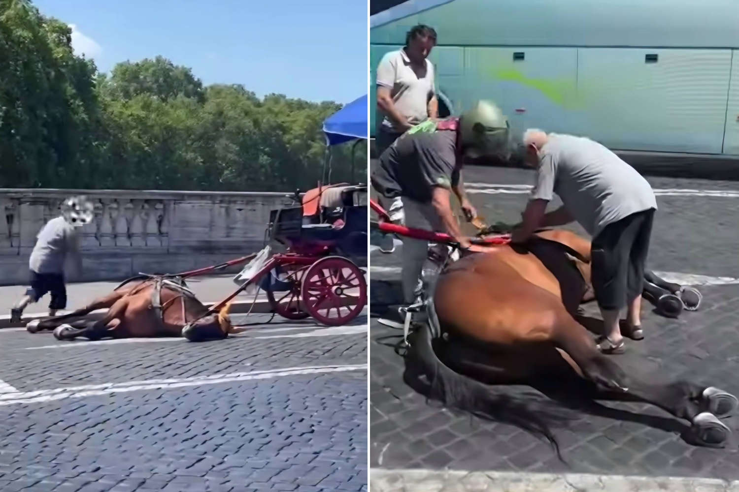 Cavallo botticelle