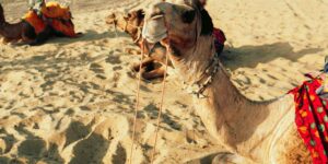 Even camels are dying from extreme heat and drought: a boom in deaths in Africa